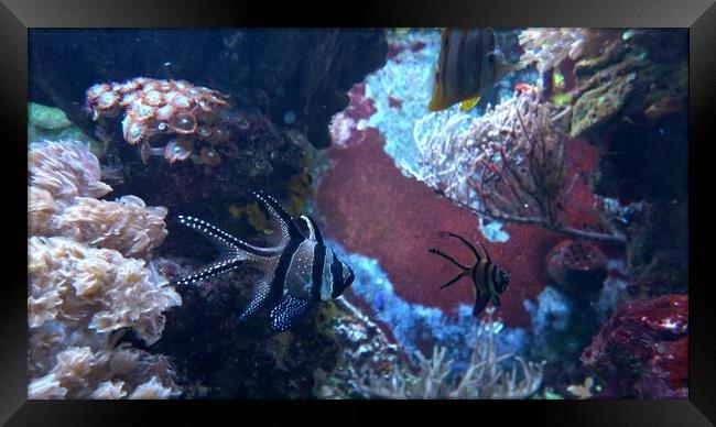 Corals in marine aquarium. Sea anemone in manmade aquarium Framed Print by Irena Chlubna