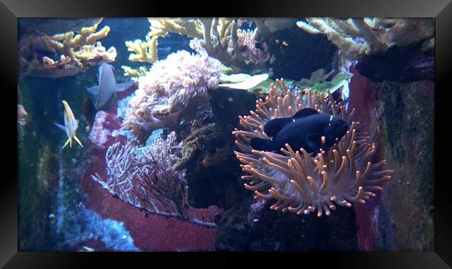 Corals in marine aquarium. Sea anemone in manmade aquarium Framed Print by Irena Chlubna