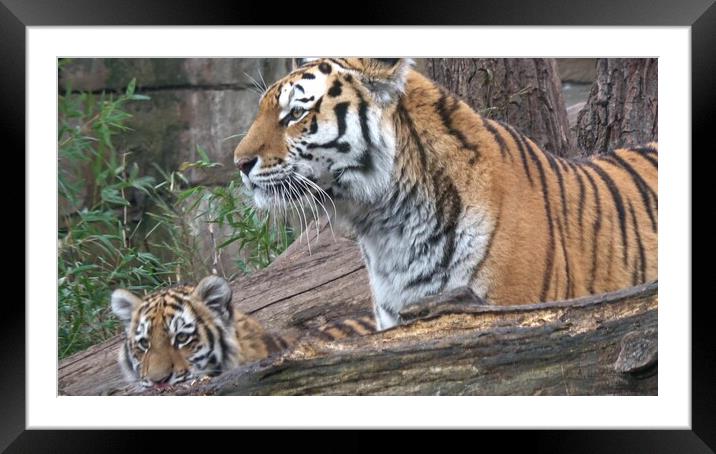 Siberian tiger, Panthera tigris altaica Framed Mounted Print by Irena Chlubna