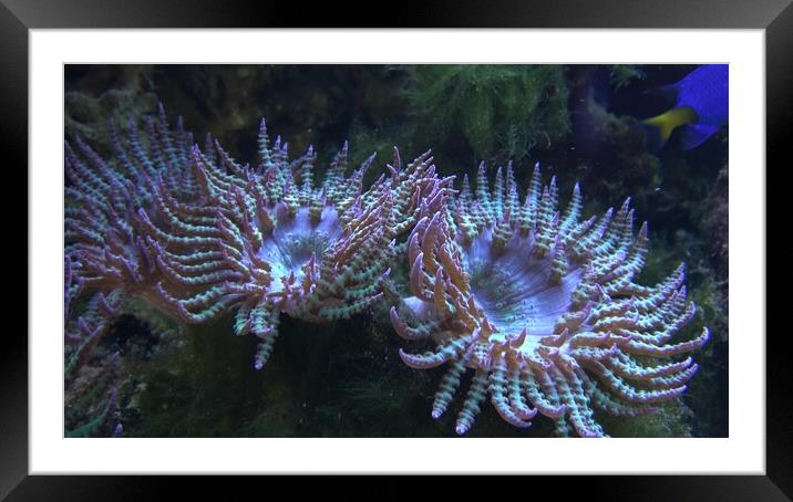 Corals in marine aquarium. Sea anemone in manmade aquarium Framed Mounted Print by Irena Chlubna