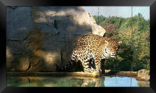 The jaguar (Panthera onca) is a big cat, a feline in the Panthera genus Framed Print by Irena Chlubna
