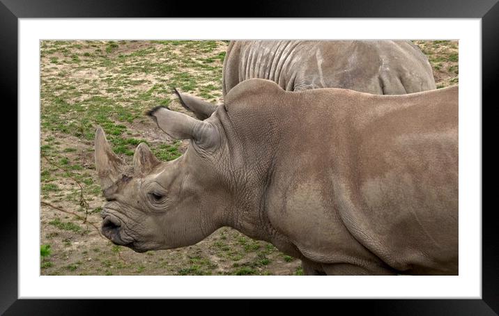 Southern white rhinoceros (Ceratotherium simum simum). Framed Mounted Print by Irena Chlubna