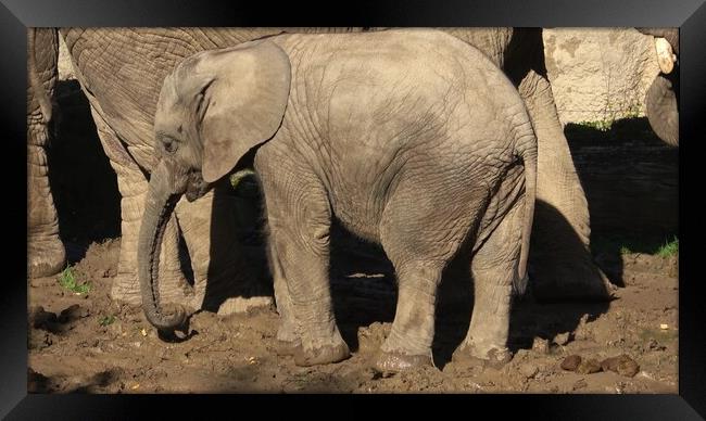 One african elephant cub (loxodonta africana) standing inbetween adults Framed Print by Irena Chlubna