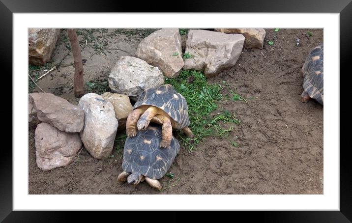 Turtles in mating season male and female Framed Mounted Print by Irena Chlubna