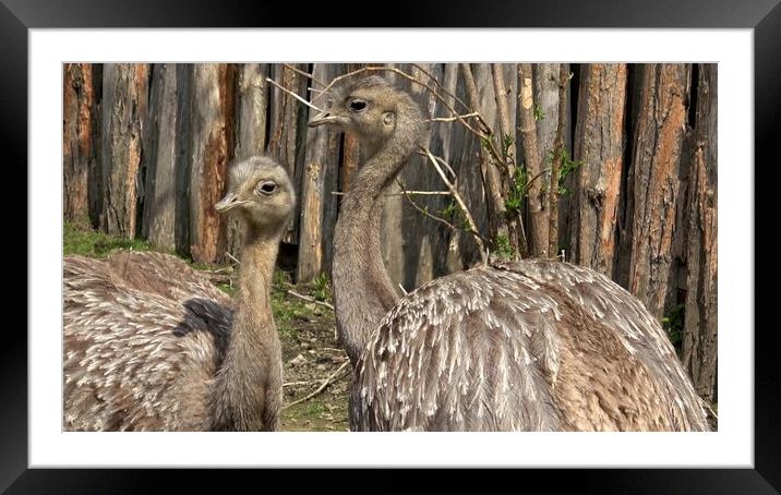 Two adults of Darwin's rhea (Rhea pennata), also known as the lesser rhea. Framed Mounted Print by Irena Chlubna