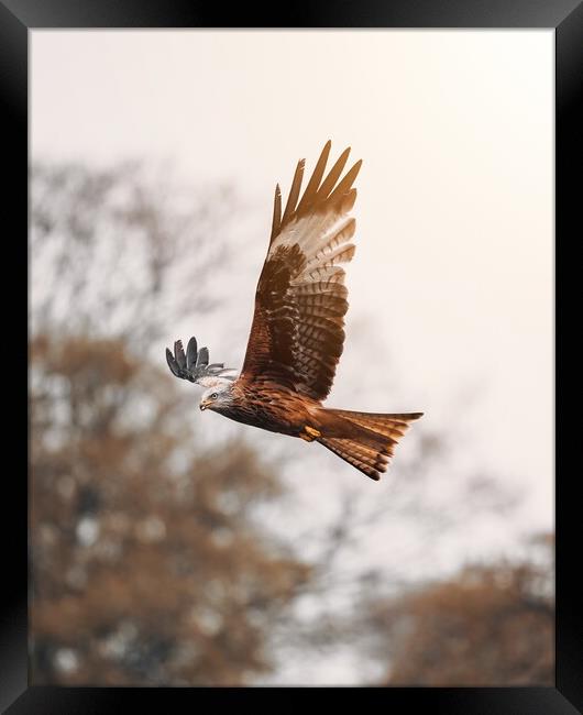 Red Kite Framed Print by Jay Huxtable