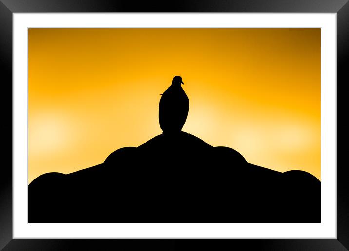 Brown Pigeon sitting on roof  Framed Mounted Print by nuttapong wannavijid