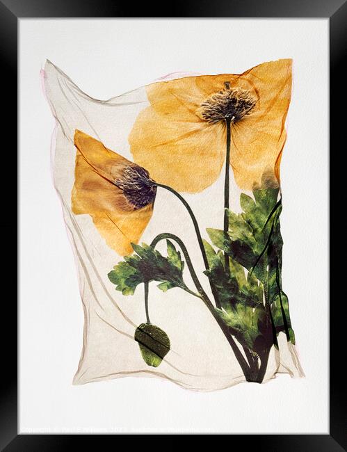 Beautiful Polaroid Lift of a Pressed Wild Welsh Poppy Flower Framed Print by Paul E Williams
