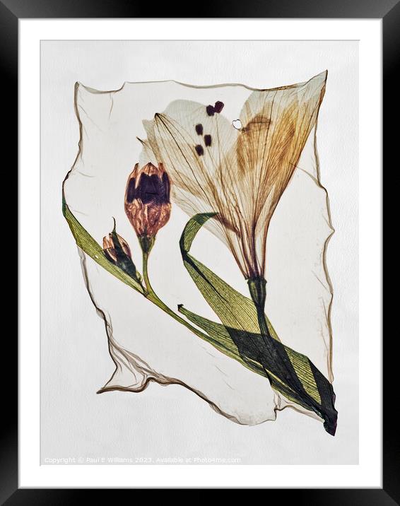 Beautiful Polaroid Lift of a Pressed Wild Lilly Flower Framed Mounted Print by Paul E Williams