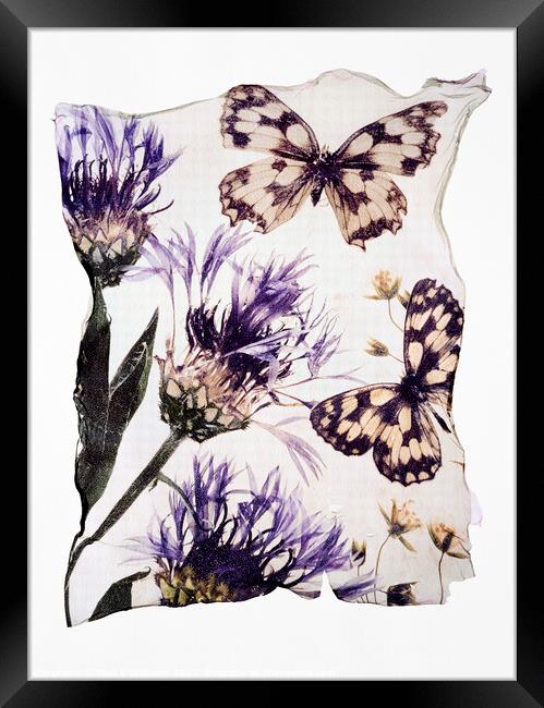 Beautiful Polaroid Lift of  Frittilary Butterflies & Corn Flower Framed Print by Paul E Williams
