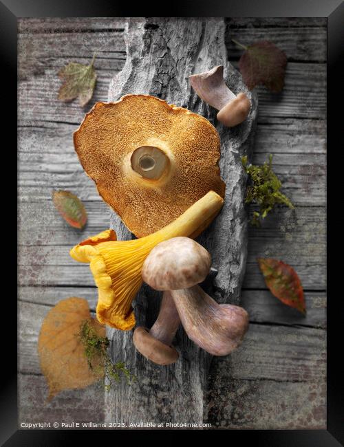 Delicious Fresh Picked Wild Woodland  Mushrooms  Framed Print by Paul E Williams