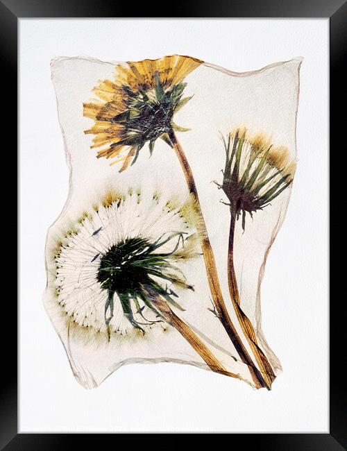 Timeless Beauty: A Pressed Dandelion Clock in Pola Framed Print by Paul E Williams