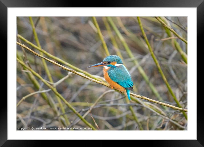 kingfisher Framed Mounted Print by David Ford