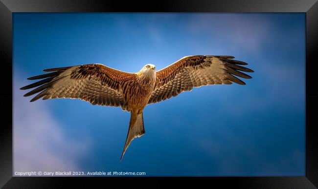 Red Kite Framed Print by Gary Blackall