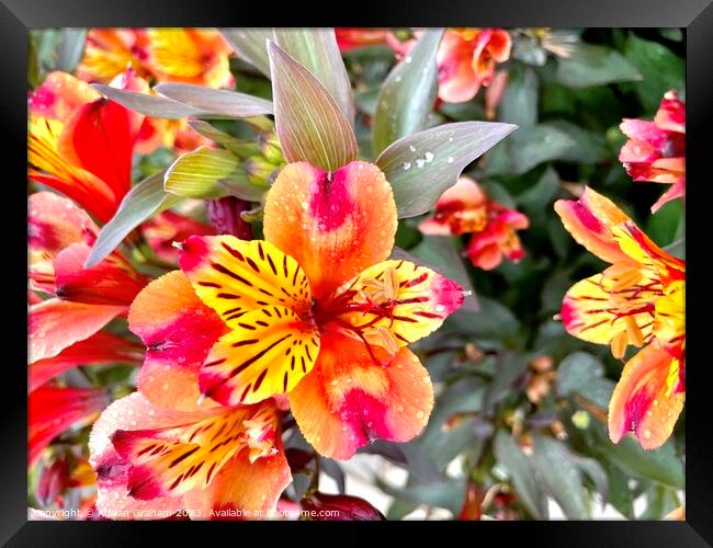 Peruvian Lily Framed Print by Adrian Graham