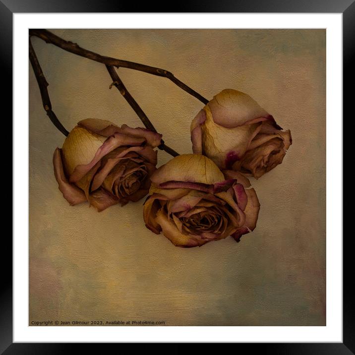 Aged but still beautiful roses. Framed Mounted Print by Jean Gilmour