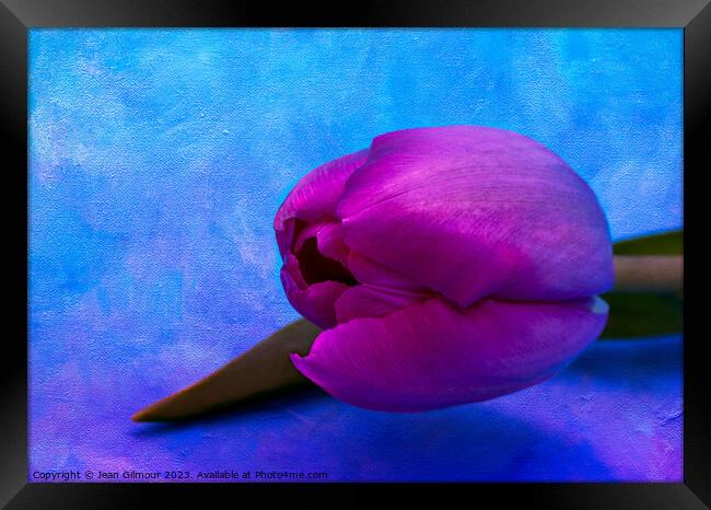 Vibrant, textured, pink tulip Framed Print by Jean Gilmour