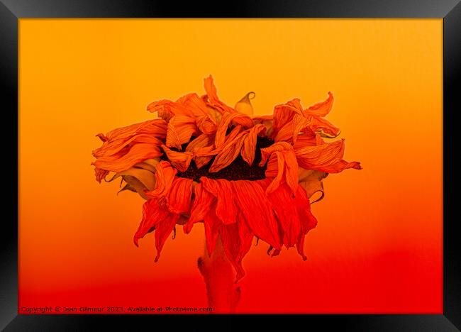 Heatwave Framed Print by Jean Gilmour