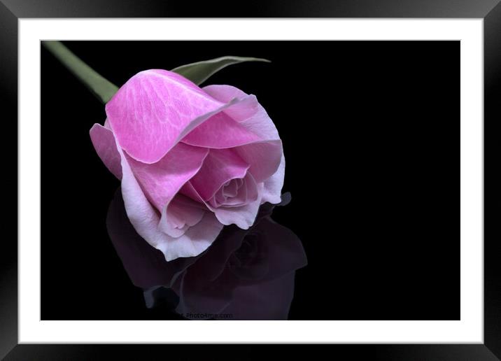 Rose with reflection Framed Mounted Print by Jean Gilmour
