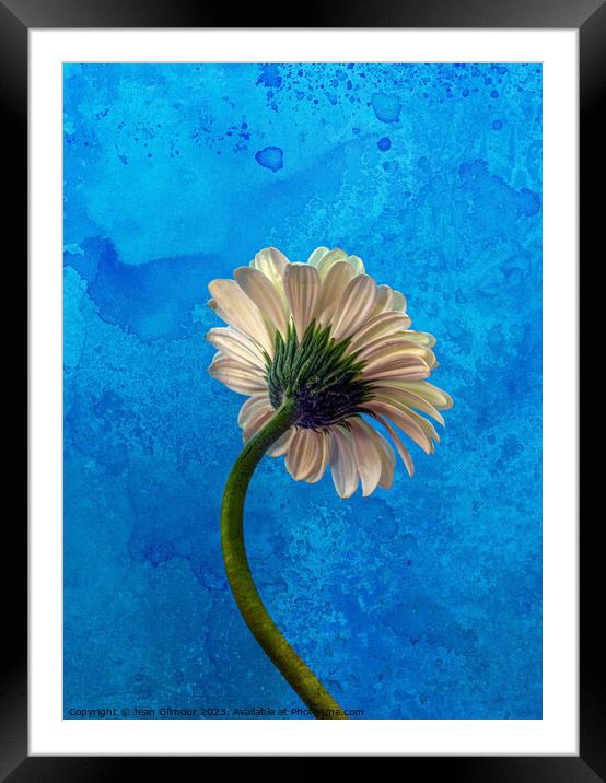 Gerbera on Blue Framed Mounted Print by Jean Gilmour