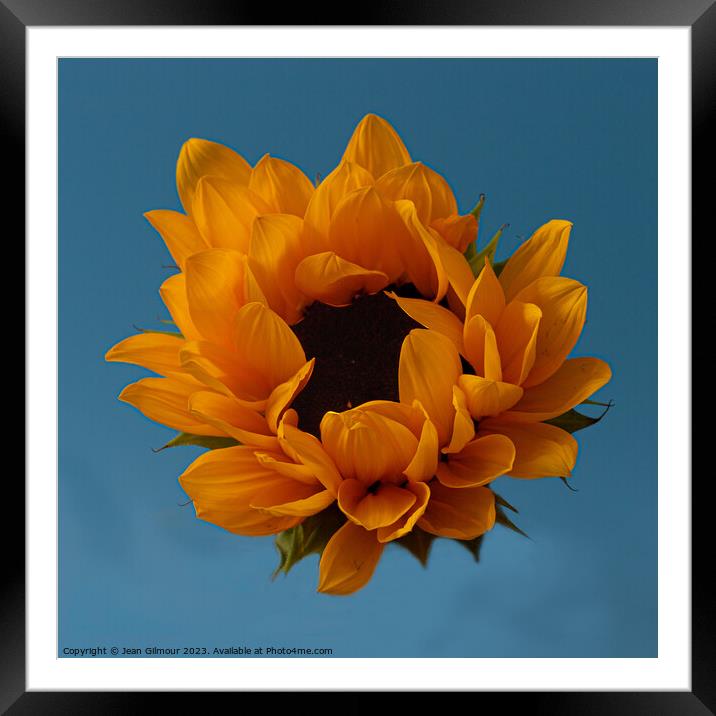 Sunflower Framed Mounted Print by Jean Gilmour