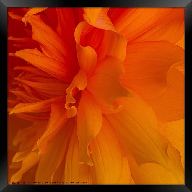 Close up of Dahlia Framed Print by Jean Gilmour