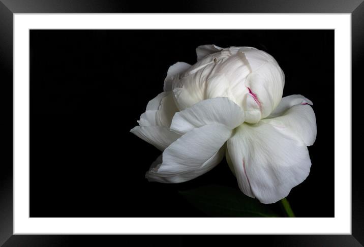 Portrait of a Peony Framed Mounted Print by Jean Gilmour