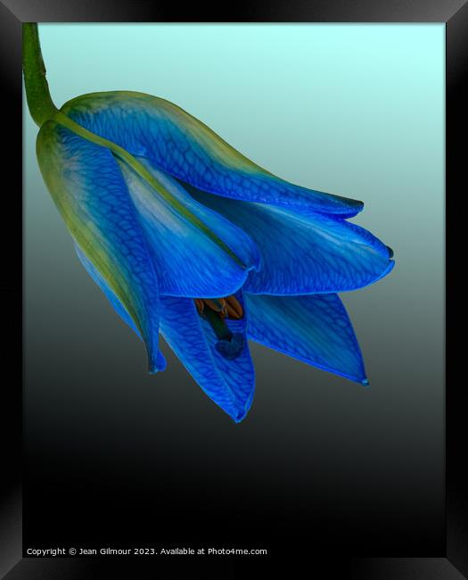 Blue Lily Framed Print by Jean Gilmour