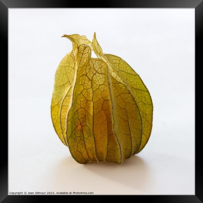 Physalis Framed Print by Jean Gilmour