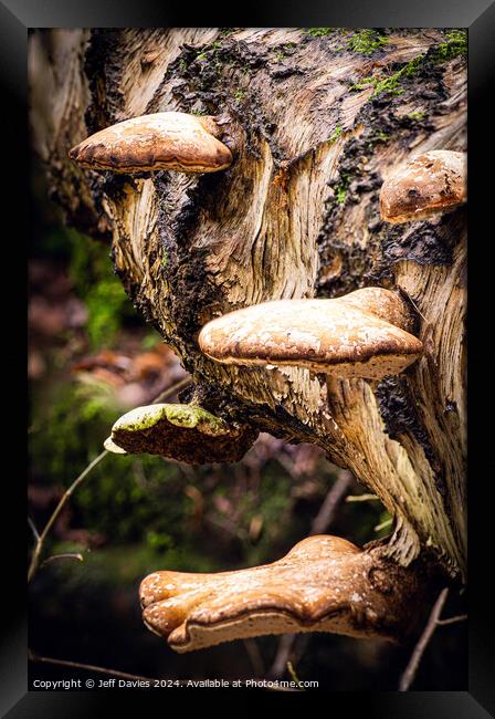Woodland fungi Framed Print by Jeff Davies