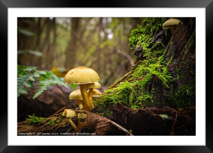 Forest Fungi Framed Mounted Print by Jeff Davies