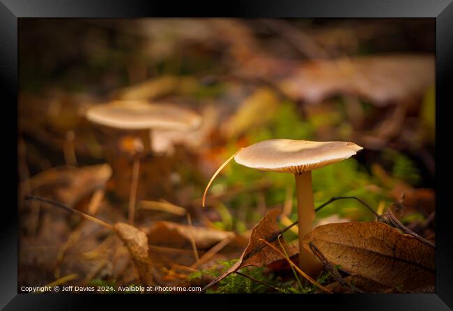 Lone Mushroom Framed Print by Jeff Davies