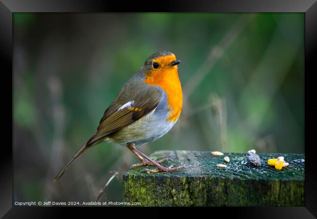 Robin Redbreast Framed Print by Jeff Davies