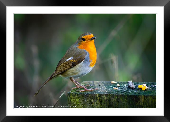 Robin Redbreast Framed Mounted Print by Jeff Davies