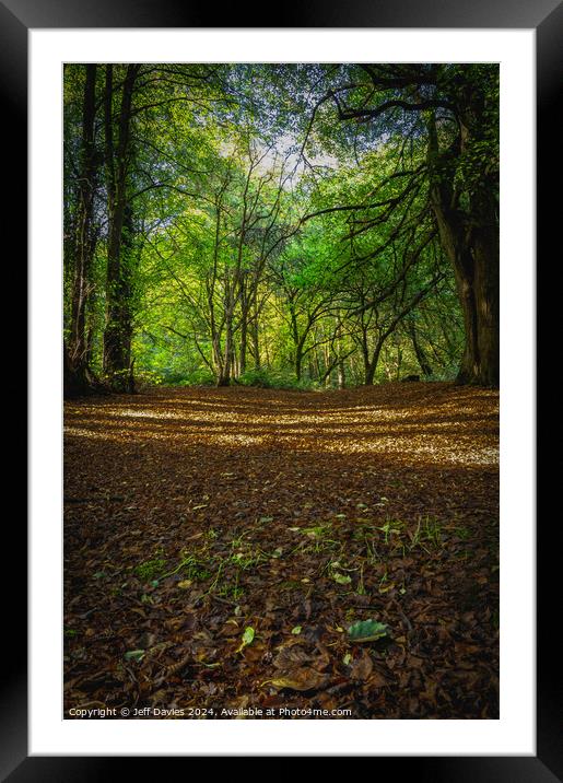 The forest floor Framed Mounted Print by Jeff Davies