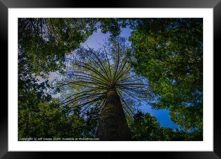 Above the canopy Framed Mounted Print by Jeff Davies