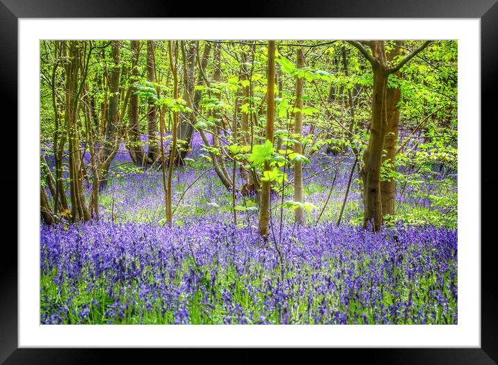 Bluebell walks in the sunshine Framed Mounted Print by Tony lopez