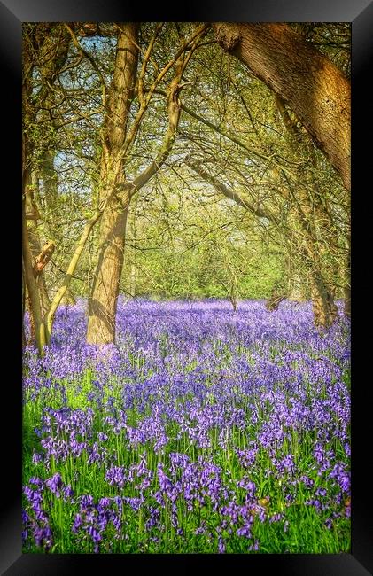 Bluebell trails Brightlingsea  Framed Print by Tony lopez