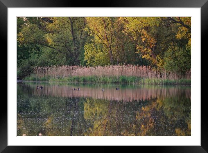 Early morning colours and reflections over the Brightlingsea lake  Framed Mounted Print by Tony lopez
