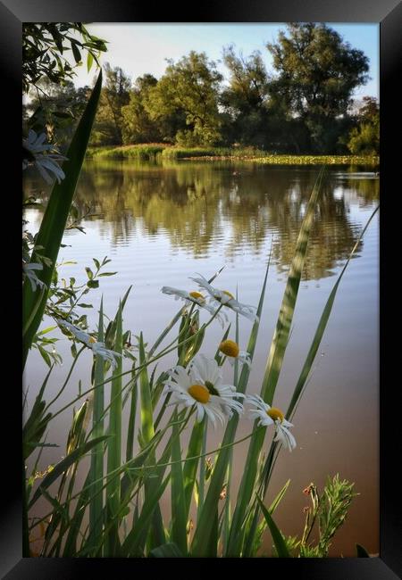 Sunrise reflections over the fishing lake in Brightlingsea  Framed Print by Tony lopez