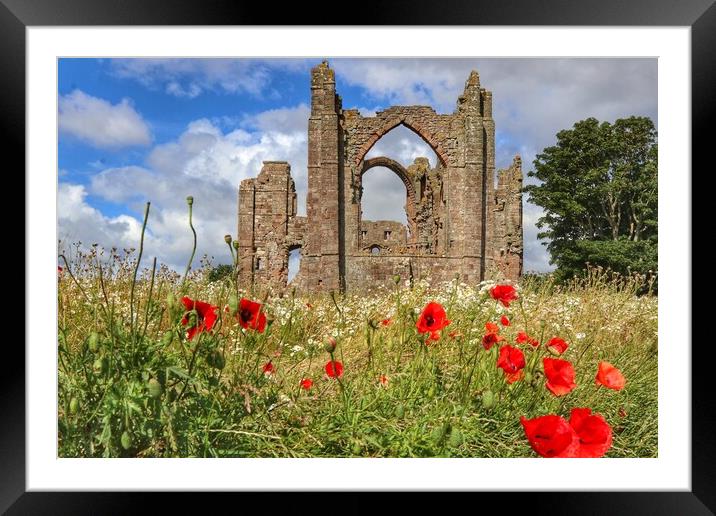 Lindisfarne Priory in the morning sun  Framed Mounted Print by Tony lopez