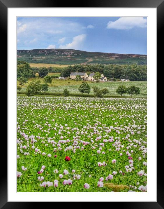 Poppy fields of Northumberland  Framed Mounted Print by Tony lopez