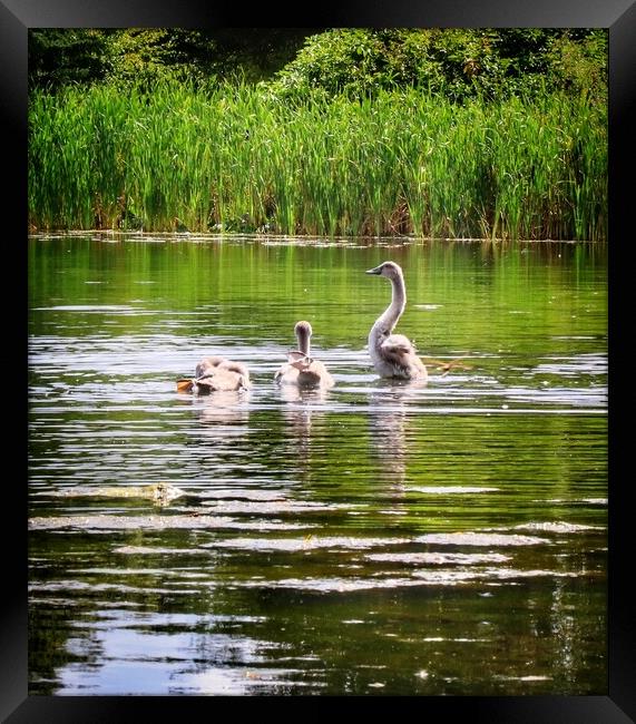 Cygnets enjoying the afternoon sun.  Framed Print by Tony lopez