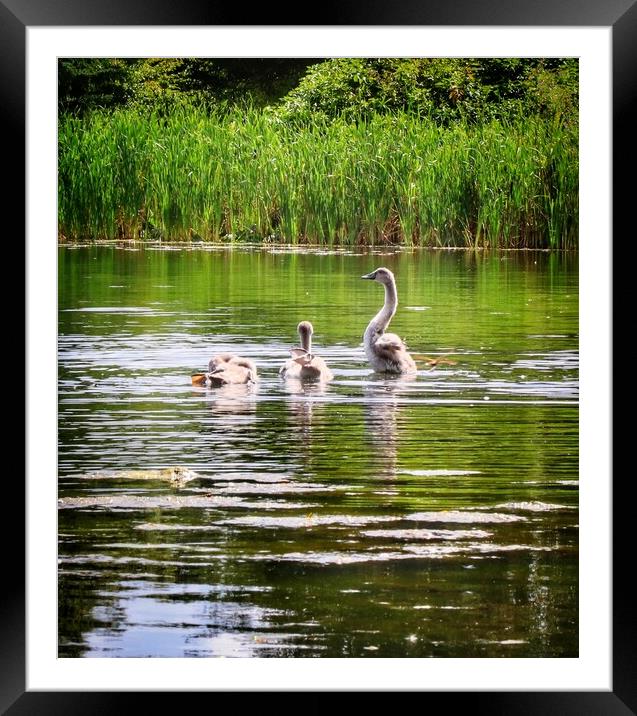 Cygnets enjoying the afternoon sun.  Framed Mounted Print by Tony lopez