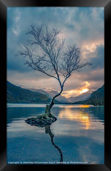 Lonely Tree Framed Print by Matthew McCormack