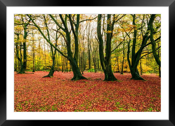 Autumn Woods Framed Mounted Print by James Elkington