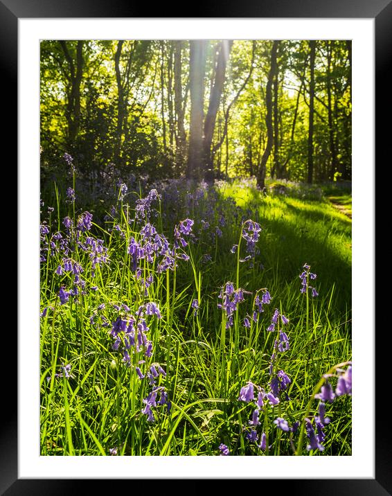 Spring Bluebells Framed Mounted Print by James Elkington