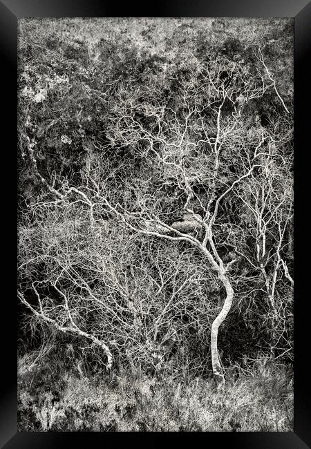 Skeletal Trees, Strathcarron Framed Print by Kevin Howchin