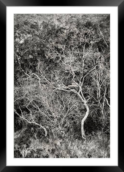 Skeletal Trees, Strathcarron Framed Mounted Print by Kevin Howchin