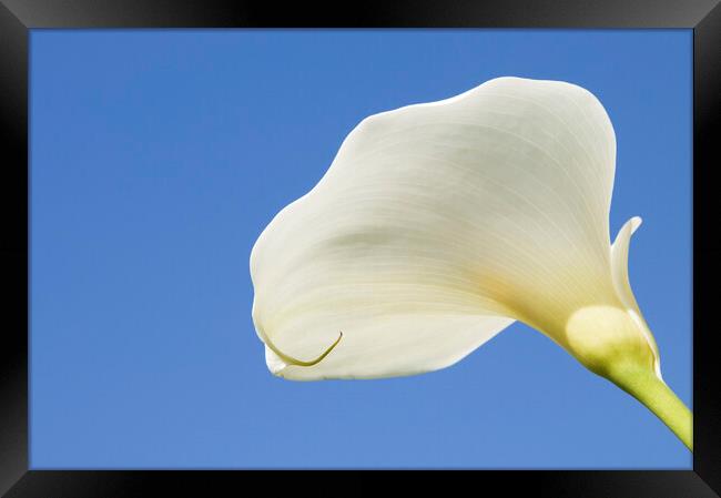 Arum lily  Framed Print by Kevin Howchin